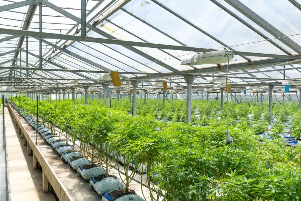 陕西保健食品GMP生产工艺流程与质量管控要点解析